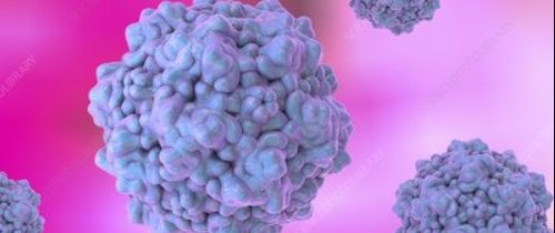 Včelí jed na Parvovírus a Bokavírus