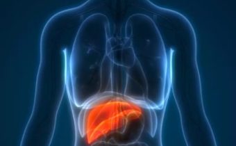 Liečba poškodení pečene včelím jedom