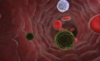 Včelí jed a plesňové infekcie