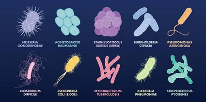 Včelí jed – na likvidovanie rezistentných baktérií